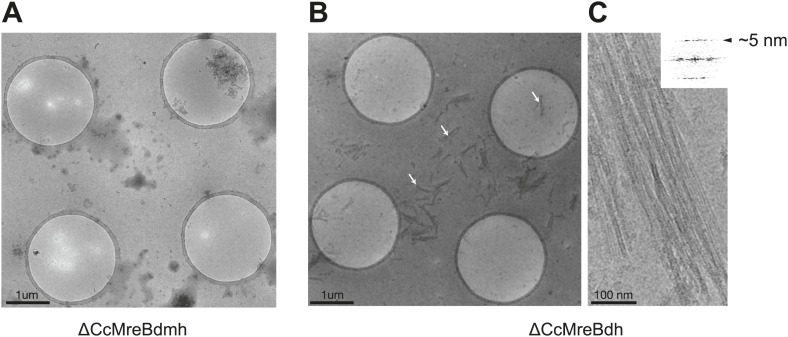 Figure 6—figure supplement 1.