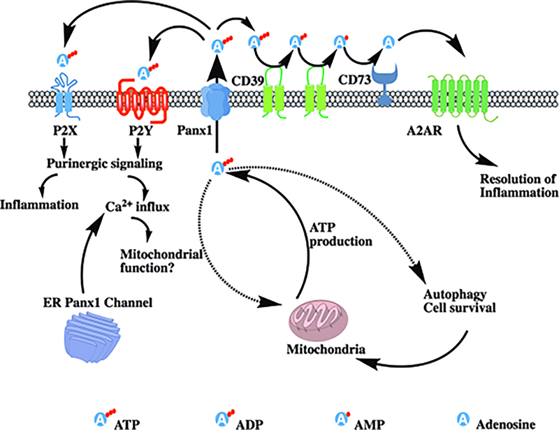 Figure 1: