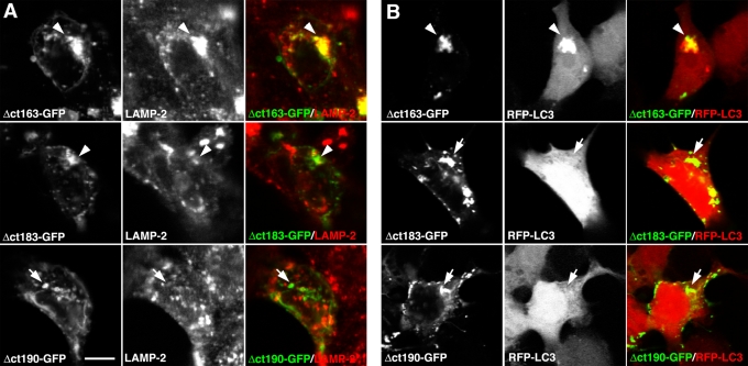 FIGURE 6: