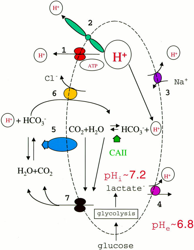 Figure 8.