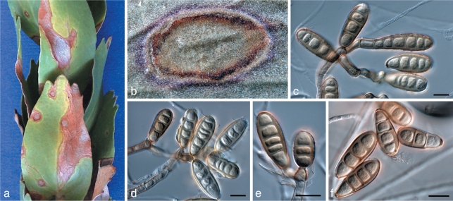 Fig. 16