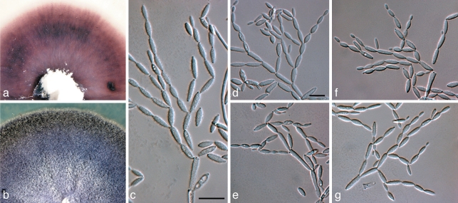 Fig. 18