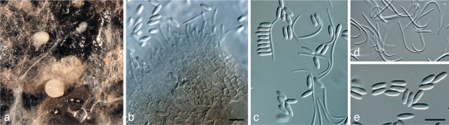 Fig. 12