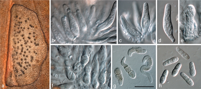 Fig. 20