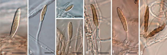 Fig. 23