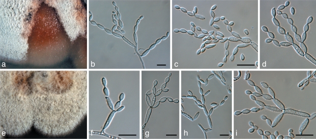 Fig. 19