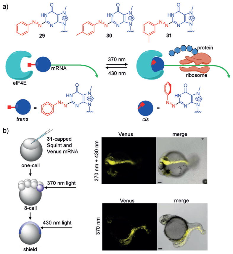 Figure 30