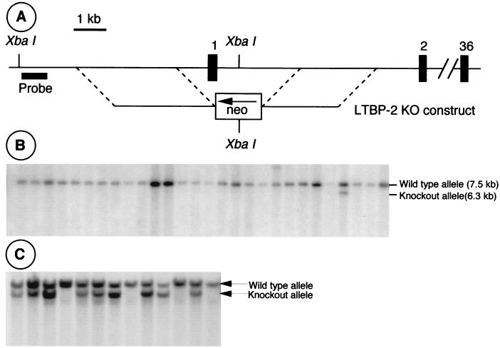 FIG. 7