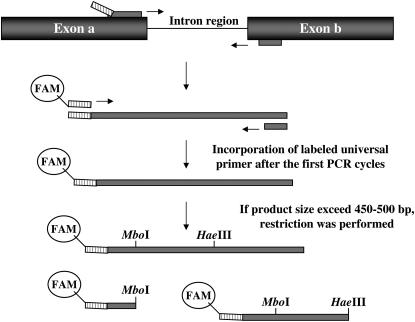 Figure 2.—