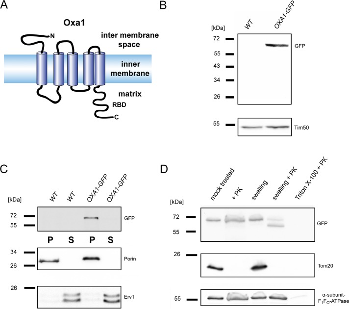 FIGURE 1: