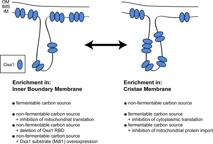 FIGURE 6: