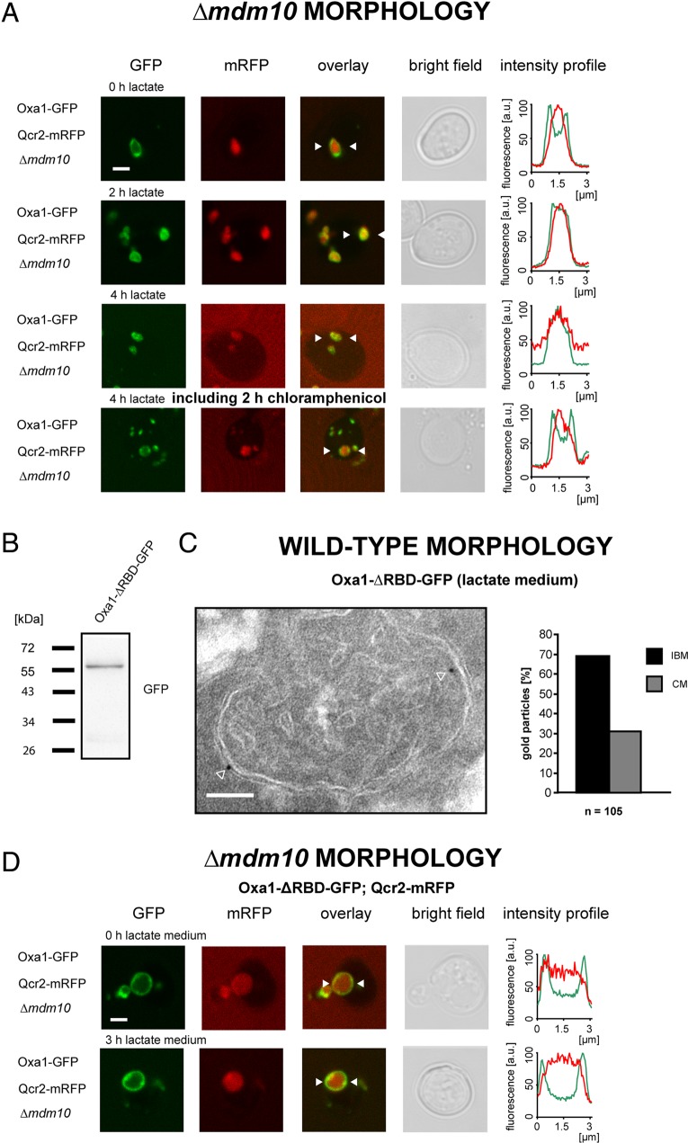 FIGURE 3: