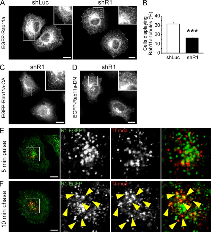 FIGURE 4: