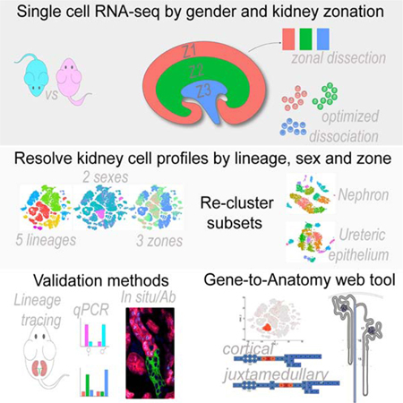 graphic file with name nihms-1545135-f0001.jpg