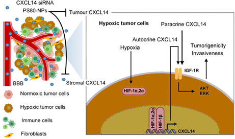 graphic file with name CAS-114-174-g008.jpg