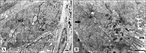 Fig. 6