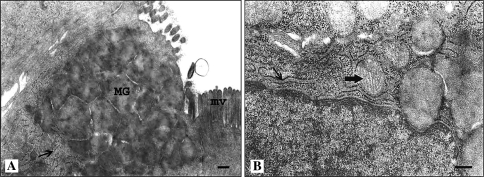 Fig. 5