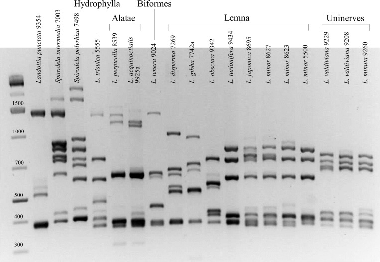 FIGURE 1