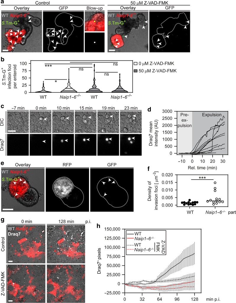 Fig. 3