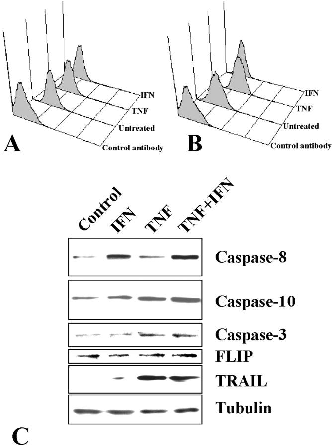 Figure 11.