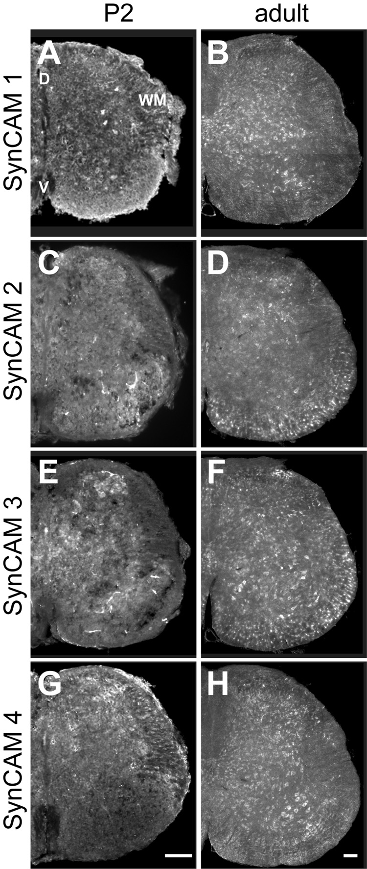 Fig. 9