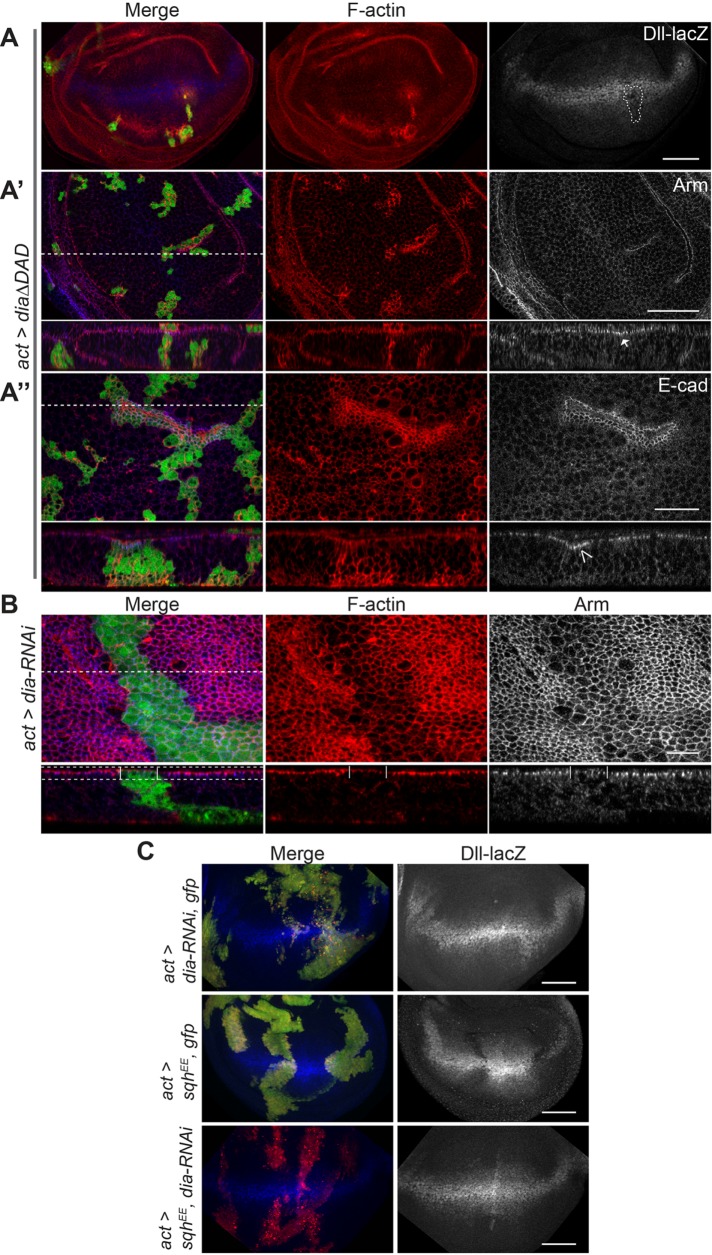 FIGURE 6: