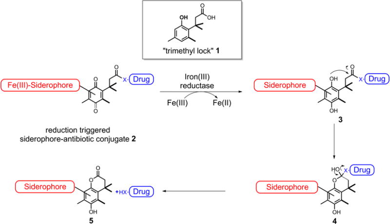 Scheme 1