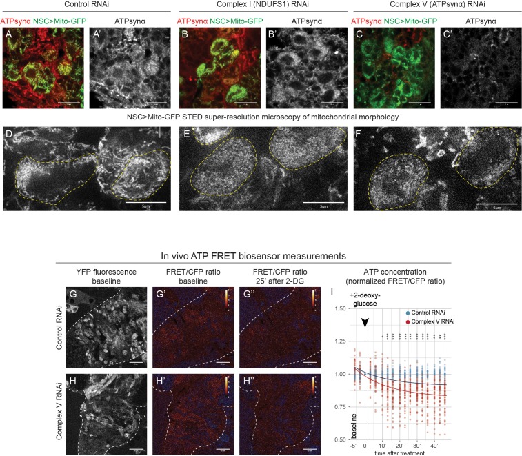 Figure 1—figure supplement 2.