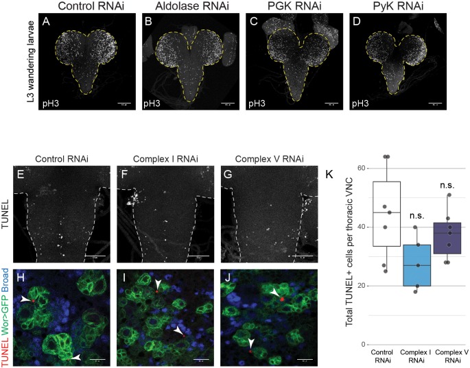 Figure 2—figure supplement 2.