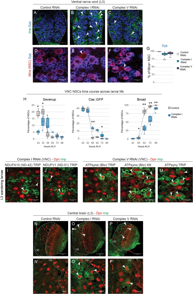 Figure 3—figure supplement 1.