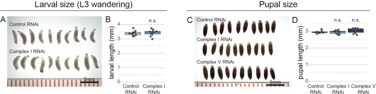 Figure 2—figure supplement 1.