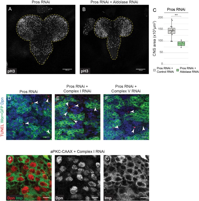 Figure 1—figure supplement 1.