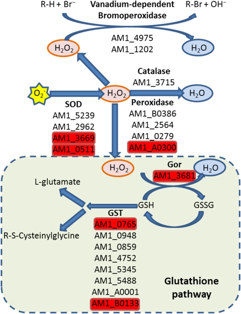 Figure 5