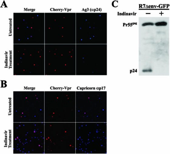 FIG. 2.