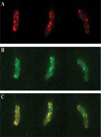 FIG. 9.