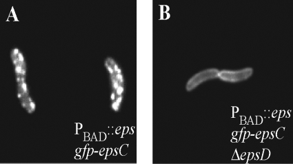 FIG. 7.