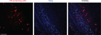 Figure 9—figure supplement 2.