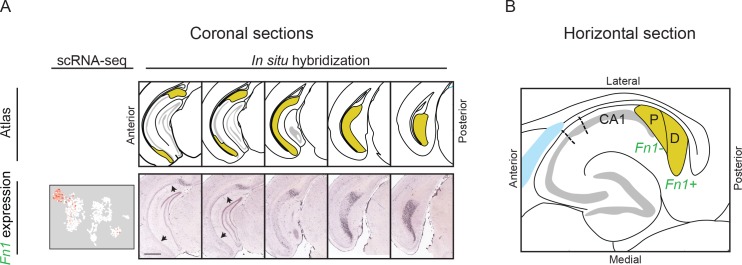 Figure 3—figure supplement 1.