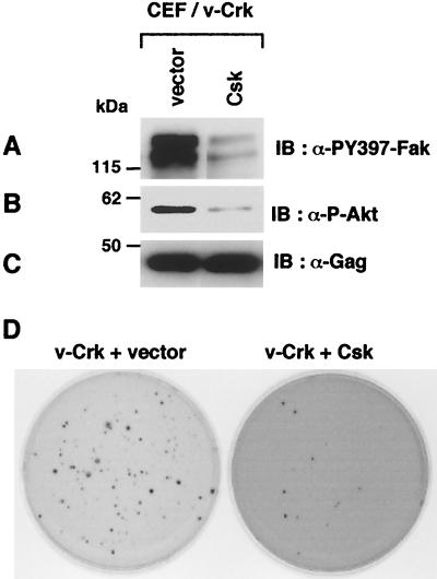 FIG. 8.