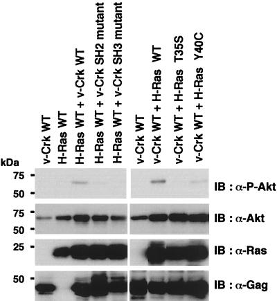 FIG. 11.