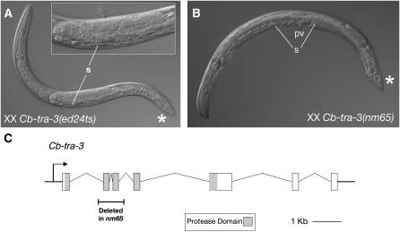 Figure 6.—