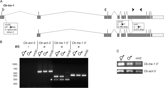 Figure 4.—