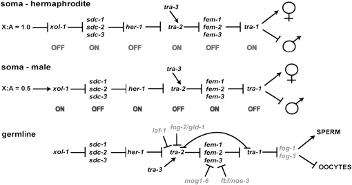 Figure 1.—