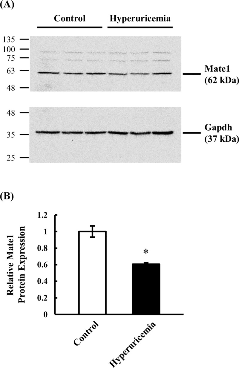 Fig 5