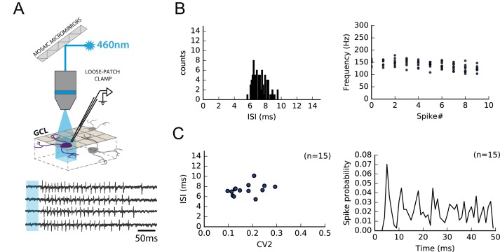 Figure 7—figure supplement 1.