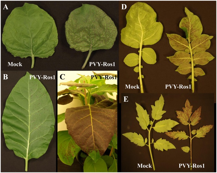 FIGURE 2