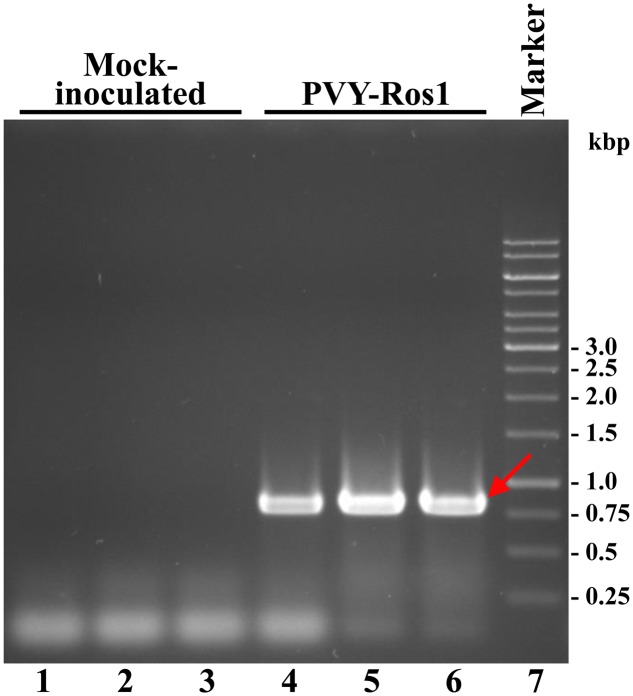 FIGURE 3