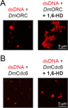 Figure 1—figure supplement 2.