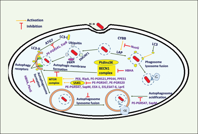 Figure 7.