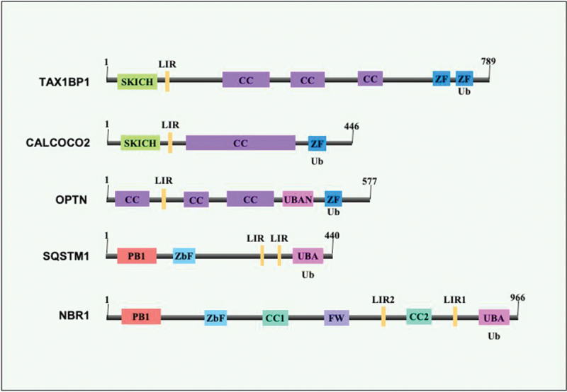 Figure 5.